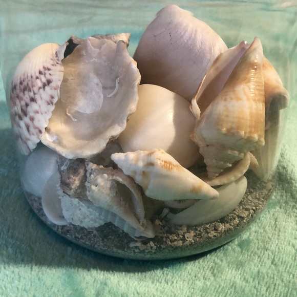 VARIETY OF REAL SHELLS - Picture 5 of 5